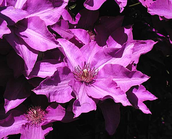 Clematis1